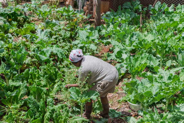 Michael Kambara Women in Agri sm