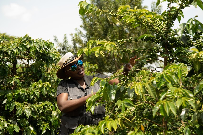 Sakami Coffee young berries inspection June 2021