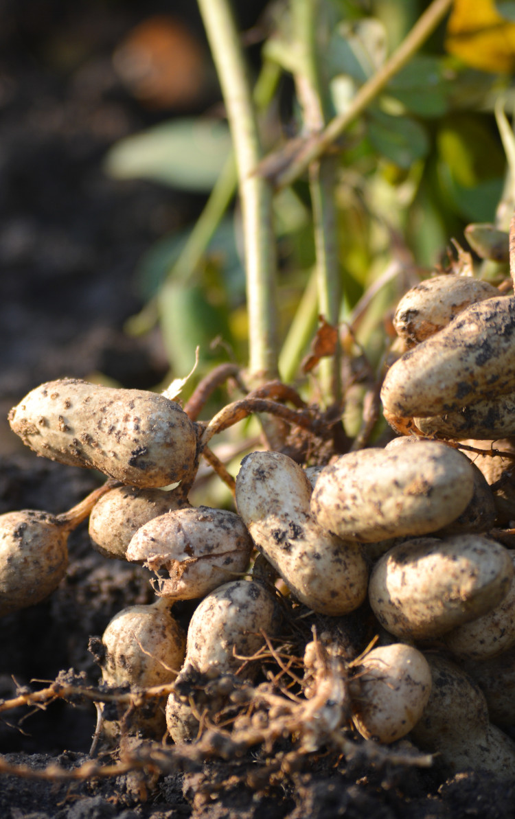 Fresh groundnuts