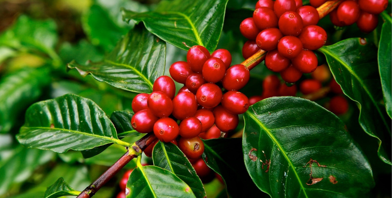 coffee berries